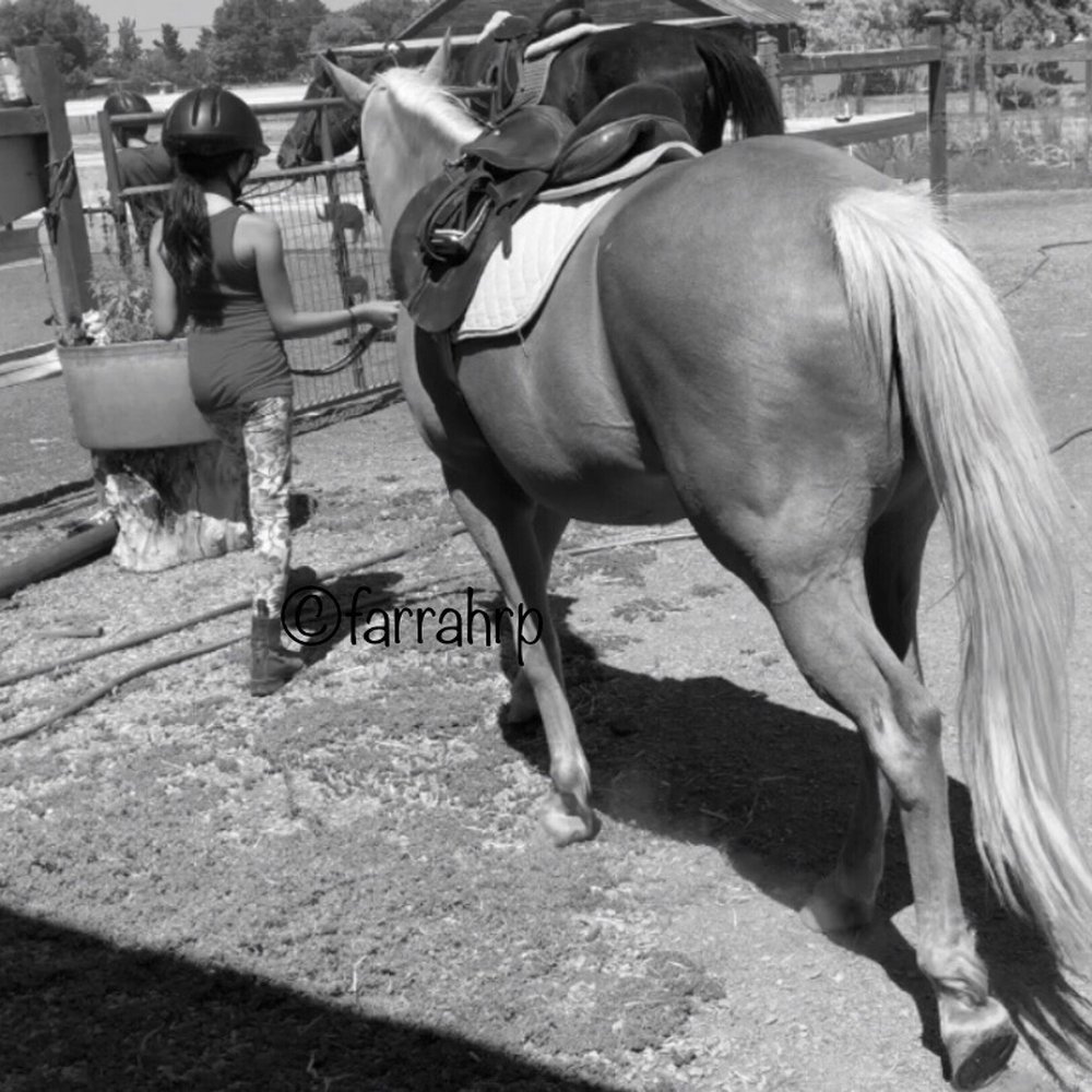Aleya Tarver Horsemanship - Dressed and walking to the arena for her lesson! - Horseback Riding Near Me - Galt, California
