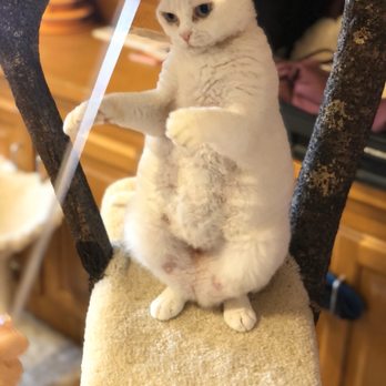 The Catfe - Sugar - Cafes Near Me - Lawrenceville, Georgia