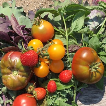 Lincoln Square Community Garden - Tomatoes are ripe! - Community Gardens Near Me - Chicago, Illinois Lincoln Square Community Garden - Tomatoes are ripe! - Community Gardens Near Me - Chicago, Illinois