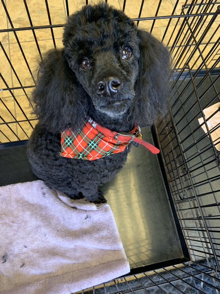 AMY’S PROFESSIONAL DOG GROOMING Updated September 2024 32 Photos