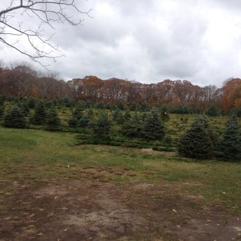 Carter Christmas Tree Farm - the trees - Nurseries & Gardening Near Me - Miller Place, New York Carter Christmas Tree Farm - the trees - Nurseries & Gardening Near Me - Miller Place, New York