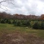 Photo of Carter Christmas Tree Farm