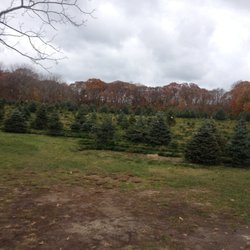 Carter Christmas Tree Farm - the trees