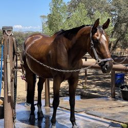 Equine Unlimited