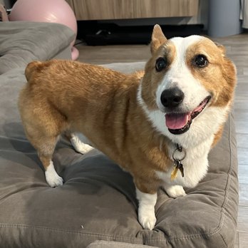D-Tails Pet Spa - Standard Coat Corgi- Their bath service with deshed and sanitary trim! - Pet Groomers Near Me - Las Vegas, Nevada