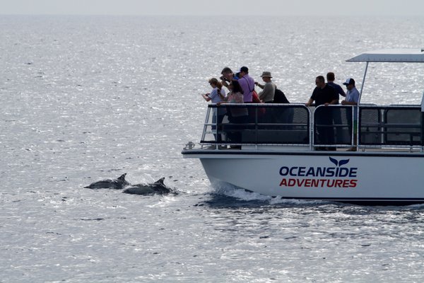 Oceanside Adventures by null