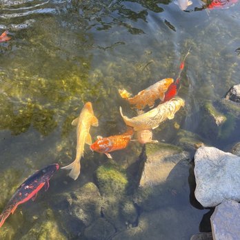 Glendora Gardens Nursery and Tree Farm - Koi fish - Nurseries & Gardening Near Me - Glendora, California
