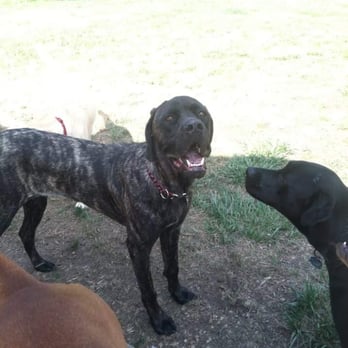 Love Us and Leave Us - Dog Walkers Near Me - Pittsfield, Massachusetts Love Us and Leave Us - Dog Walkers Near Me - Pittsfield, Massachusetts