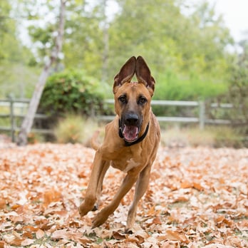 The Sage Hound - Pet Photography Near Me The Sage Hound - Pet Photography Near Me