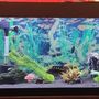 Photo of Coral Reef