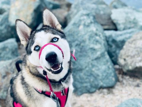 The Traveling Leash - pet boarding facility in San Diego, CA