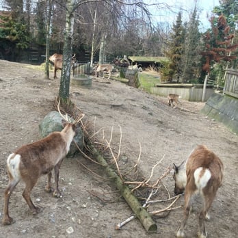 Zoologisk Have - Rudolph hates papparazzi - Zoos Near Me - Frederiksberg, 84 Zoologisk Have - Rudolph hates papparazzi - Zoos Near Me - Frederiksberg, 84
