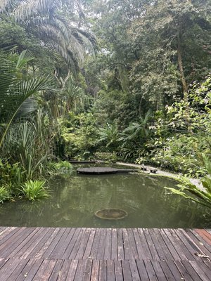 Tropical Spice Garden by null