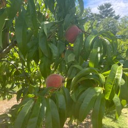 Peach trees on the property