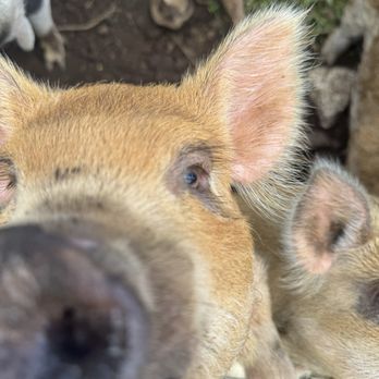 Hana Harvest Cafe - Feeding the pigs, red bananas after our breakfast sandwich - Coffee & Tea Near Me - Hana, Hawaii Hana Harvest Cafe - Feeding the pigs, red bananas after our breakfast sandwich - Coffee & Tea Near Me - Hana, Hawaii