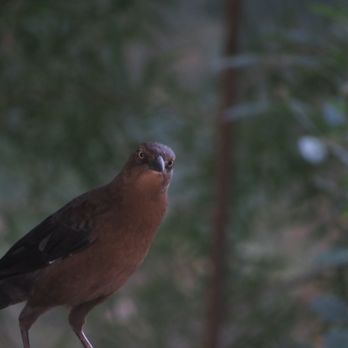 Shoal Creek Trail - Bird - Hiking Near Me - Austin, Texas Shoal Creek Trail - Bird - Hiking Near Me - Austin, Texas