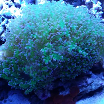 Oceans Aquarium Design - You can't go wrong with thier new set ups. Fish only or mix. The quality of a new build is excellent. - Aquarium Services Near Me - Signal Hill, California