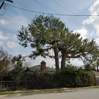 Inexpensive Tree Services - After trimming - Tree Services Near Me - Los Angeles, California Inexpensive Tree Services - After trimming - Tree Services Near Me - Los Angeles, California