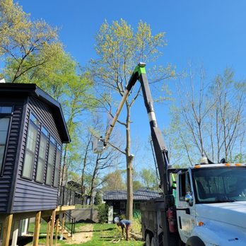Backwoods Tree - Oak tree removal and clean up - Tree Services Near Me - Jackson, Michigan Backwoods Tree - Oak tree removal and clean up - Tree Services Near Me - Jackson, Michigan