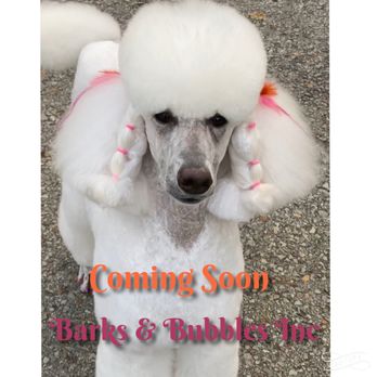Barks & Bubbles - Quality mobile grooming coming soon! 9/11/23 - Pet Groomers Near Me Barks & Bubbles - Quality mobile grooming coming soon! 9/11/23 - Pet Groomers Near Me