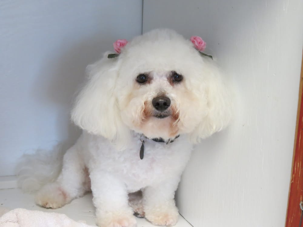 DAPPER DOGS GROOMING STUDIO Updated September 2024 19 Photos 1017