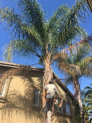 Quality Professional Work - Your Tree Solution is here to help! Quality Professional Work - Your Tree Solution is here to help!
