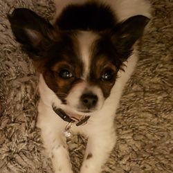 Iowa Humane Alliance - Nellie Bean