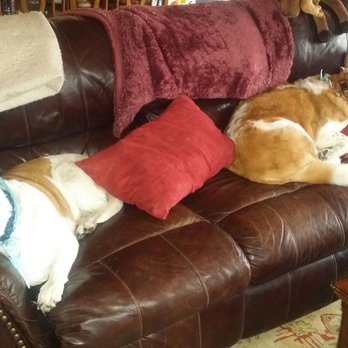 Zen Dog Grooming - Grizzly and Moose relaxing after a trip th Zen Dog. - Pet Groomers Near Me - Quakertown, Pennsylvania Zen Dog Grooming - Grizzly and Moose relaxing after a trip th Zen Dog. - Pet Groomers Near Me - Quakertown, Pennsylvania