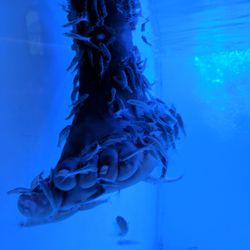 Moment Fish Spa