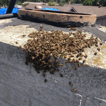 MJC Live Bee removal - The remaining bees were smoked out. - Pest Control Near Me MJC Live Bee removal - The remaining bees were smoked out. - Pest Control Near Me