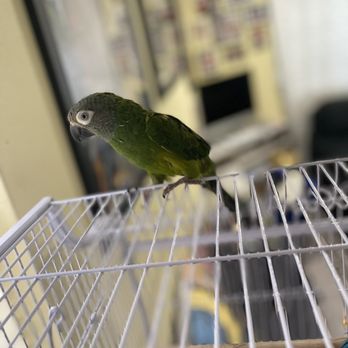 Pet Palace - New home - Pet Stores Near Me - Covina, California