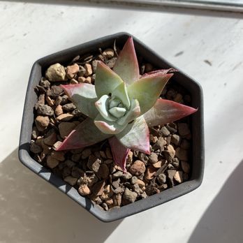 Succulent Gardens - Dudleya farinosa - Nurseries & Gardening Near Me - Castroville, California