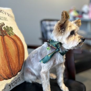 Ironmaya Pet Grooming - Pet Groomers Near Me - Diamond Bar, California