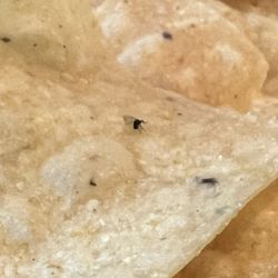 Miguel's Mexican Bar and Grill - Bugs on chips for extra protein lol