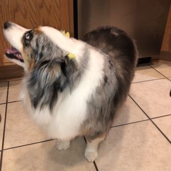 PetSmart - Pet Stores Near Me - San Antonio, Texas