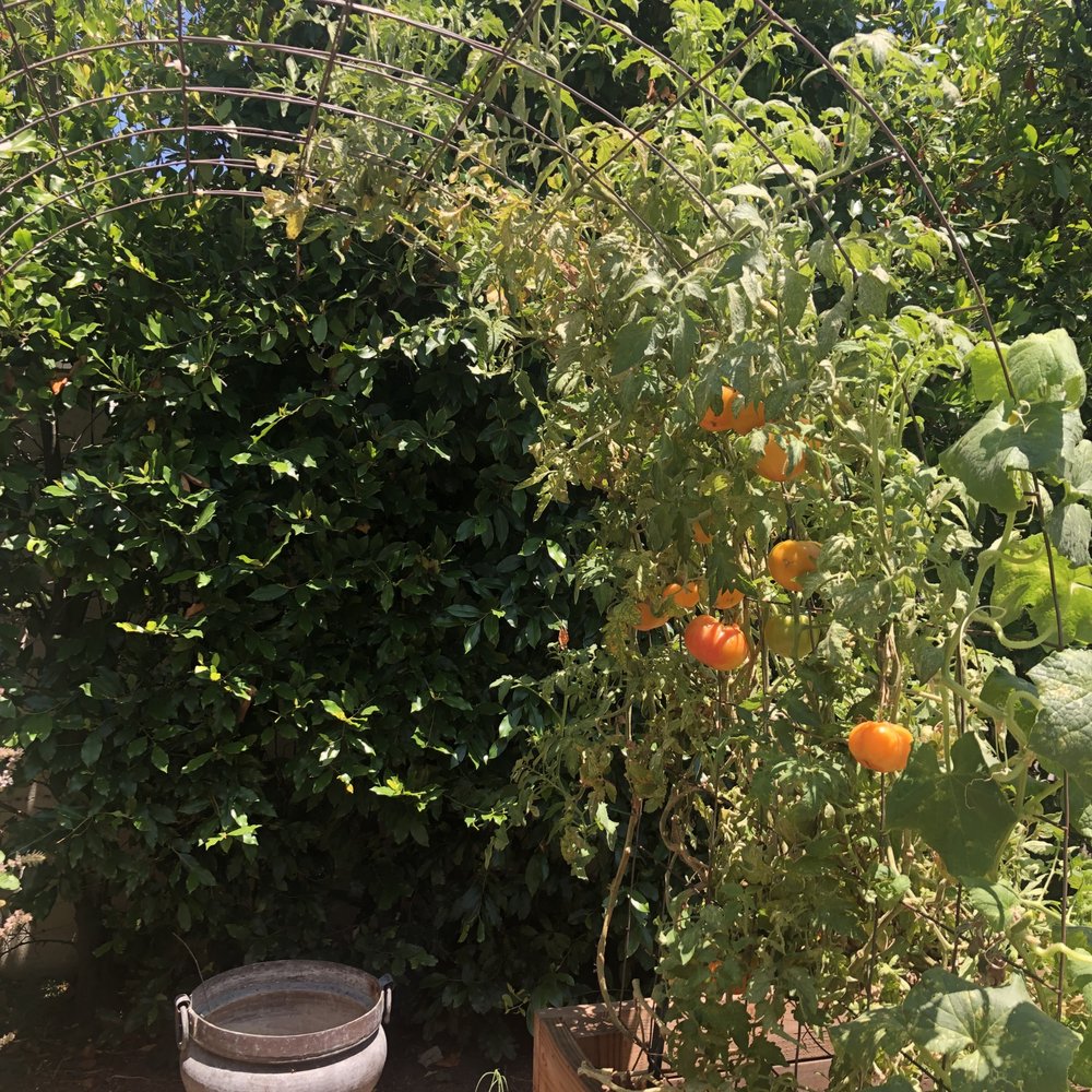 Sego Nursery - Nurseries & Gardening Near Me - Valley Village, California