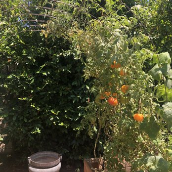 Sego Nursery - Nurseries & Gardening Near Me - Valley Village, California Sego Nursery - Nurseries & Gardening Near Me - Valley Village, California