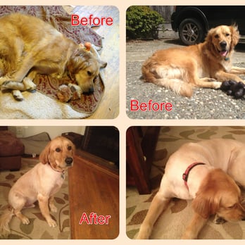 The Bathing Dog - My poor baby - before and after he was "groomed" - Pet Groomers Near Me - San Francisco, California The Bathing Dog - My poor baby - before and after he was "groomed" - Pet Groomers Near Me - San Francisco, California