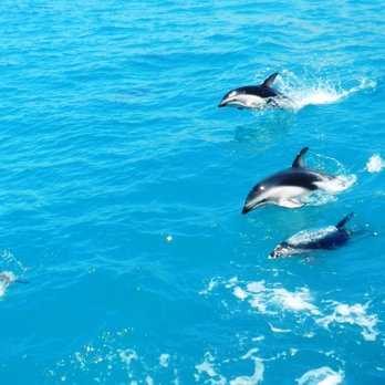 Whale watch - Whale Watching Tours Near Me - Kaikoura, CAN Whale watch - Whale Watching Tours Near Me - Kaikoura, CAN
