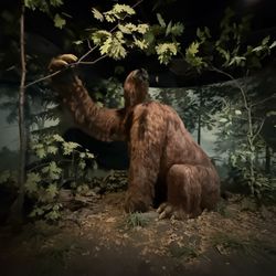 The University of Iowa Museum of Natural History