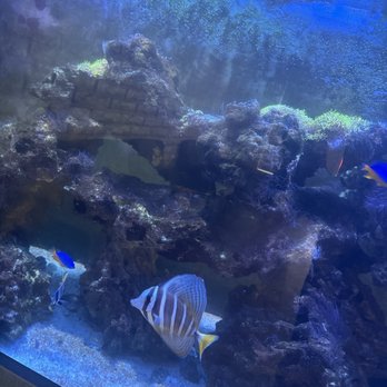 Tustin Plaza Dental Group - Fish tank - General Dentistry Near Me - Orange, California