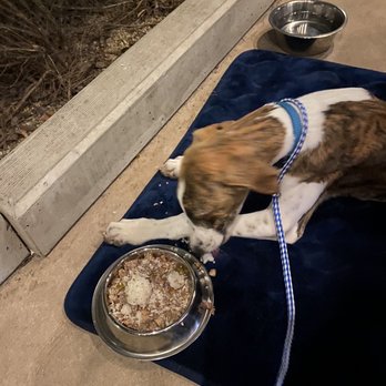Mosaic Restaurant - The hunter doggie dish - Bars Near Me - Redding, California