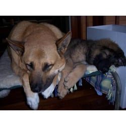 The Complete Pet Company