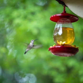 WacoBuilt Productions - Hummingbird Photography - Video/Film Production Near Me WacoBuilt Productions - Hummingbird Photography - Video/Film Production Near Me