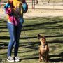 Photo of Breezy Dog Training