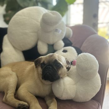 Pug Nation Rescue - Animal Shelters Near Me - Gardena, California
