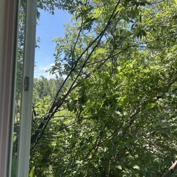 Starlight Professional Services - My view restored!  Birds still have their favorite branches intact - Handyman Near Me - Wayne , Michigan