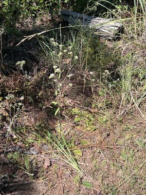 Tarkiln Bayou Preserve State Park by null
