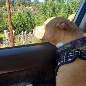 Columbia Veterinary Hospital - Happy dog on the way home after all quills removed under sedation - Veterinarians Near Me - The Dalles, Oregon Columbia Veterinary Hospital - Happy dog on the way home after all quills removed under sedation - Veterinarians Near Me - The Dalles, Oregon