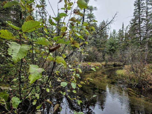 Hartwick Pines Logging Museum by null